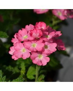 Verbena (Vervain), Cadet Upright™ 'Pink'