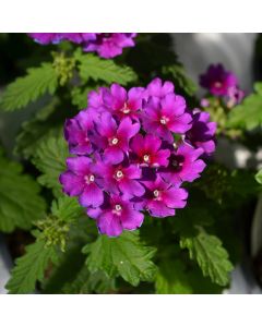 Verbena (Vervain), Cadet Upright™ 'Purple'