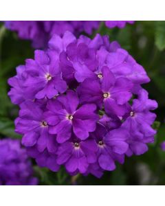 Verbena (Vervain), Cadet Upright™ 'Violet Blue'