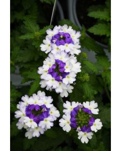 Verbena (Vervain), Firehouse™ Blue Fizz