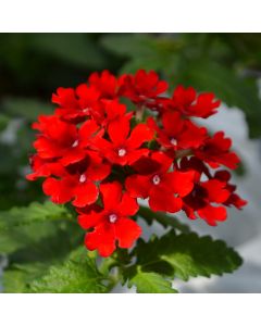 Verbena (Vervain), Firehouse™ 'Red'