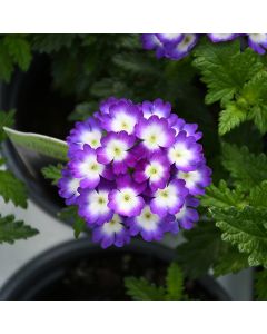 Verbena (Vervain), Firehouse™ 'Violet Wink'