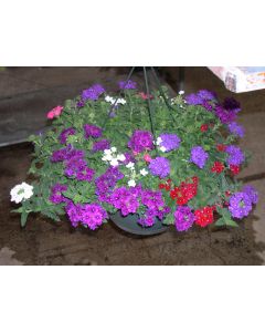Verbena (Vervain), Mixed
