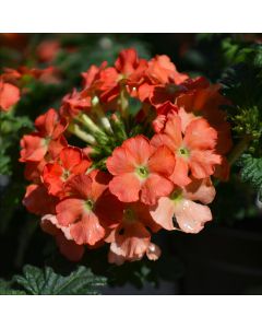 Verbena (Vervain), Lanai® 'Peach'