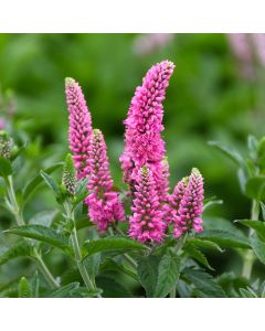 Veronica, Garden Speedwell 'First Love'