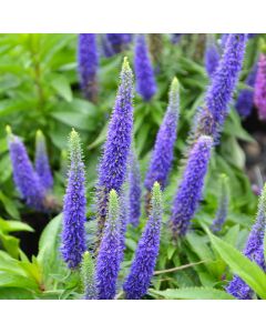 Veronica, Spiked Speedwell 'Royal Candles'