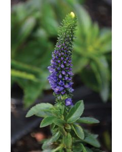 Veronica, Garden Speedwell 'First Glory'
