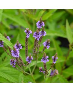 Verbena, Blue Vervain 'Minnesota Native'