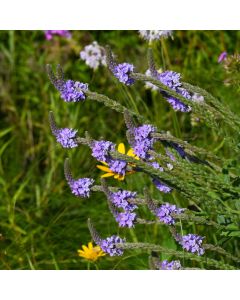 Verbena, Hoary Vervain 'Minnesota Native'
