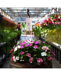 Vinca 'Heat Lovin' Hanging Basket
