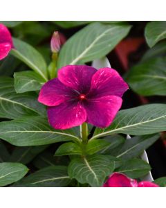 Vinca, Tattoo™ 'Black Cherry'