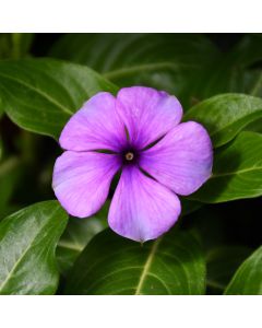 Vinca, Tattoo™ 'Blueberry'
