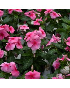 Vinca, 'Strawberry'
