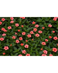 Vinca, Tattoo™ 'Orange'