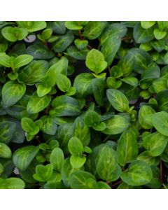 Vinca Vine, 'Maculata'