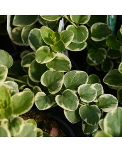 Vinca Vine, 'Variegated'