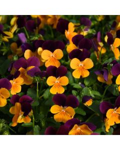 Viola, Penny™ 'Orange Jump-Up'
