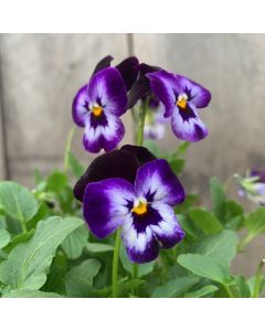 Viola, Penny™ 'Denim Jump-Up'