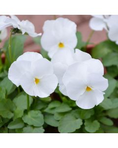 Viola, Penny™ 'White'