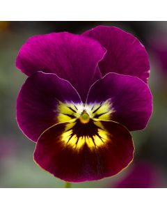 Viola, Penny™ 'Violet Tiger Face'