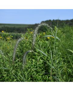 Elymus, Virginia Wild Rye 'Minnesota Native'