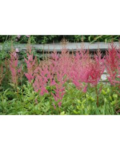 Astilbe, Chinese Astilbe 'Vision in Pink'
