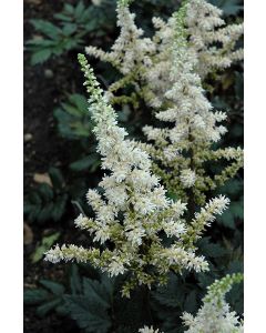 Astilbe, Chinese Astilbe 'Vision in White'