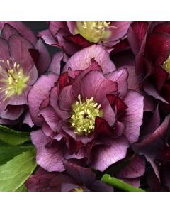 Helleborus, Lenten Rose 'Wedding Party® True Love'