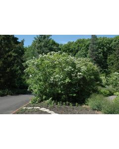 Viburnum, American Cranberrybush 'Wentworth'