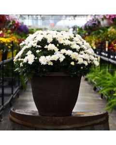 13"" Pot