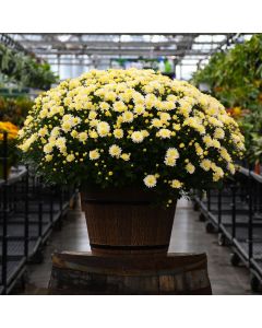 16"" Pot