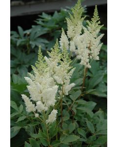 Astilbe, Arendsii Group 'White Gloria'