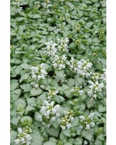 Lamium, Dead Nettle 'White Nancy'