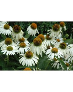 Echinacea, Purple Coneflower 'White Swan'
