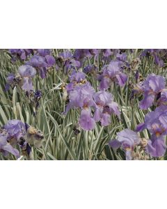 Iris, Sweet 'White Variegated'