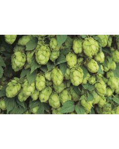 Humulus, Ornamental Hops 'Willamette'