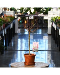 Salix Integra, Willow 'Pink Beauty'