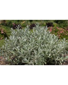 Salix, Sage Leaved Willow 'First Editions® Iceberg Alley®'