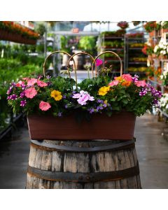 'Awesome Combo' Classic Window Box