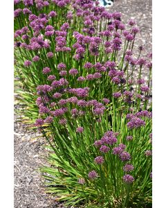 Allium, Ornamental Onion 'Windy City'