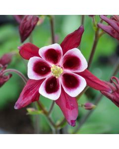 Aquilegia, Columbine 'Winky Red'