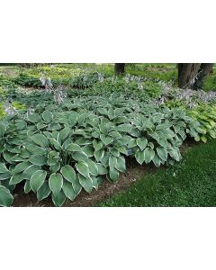 Hosta, White-Green Leaf 'Winter Snow'