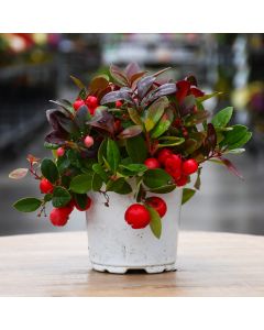 Gaultheria 'Winterberry'