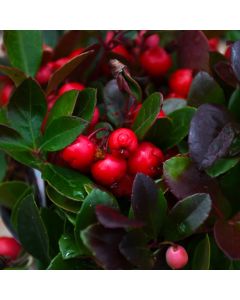 Gaultheria 'Winterberry'