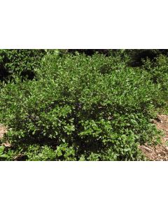 Ilex, Winterberry 'Jim Dandy'