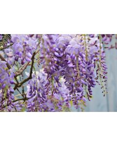 Wisteria, Kentucky 'Blue Moon'