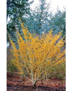 Hamamelis, Common Witchhazel