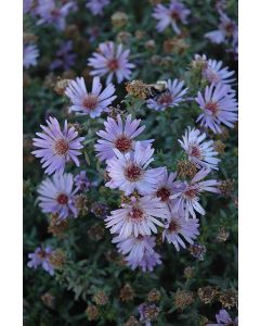 Aster, Michaelmas Daisy 'Wood's Blue'