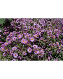 Aster, Purple Woods Aster