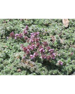 Thyme, Wooly Creeping